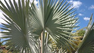 PALMEIRA AZUL BISMARCKIA NOBILIS – APRENDA A FAZER MUDAS [upl. by Sturges192]