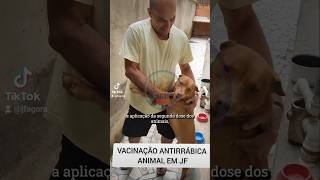 VACINAÇÃO ANTIRRÁBICA ANIMAL EM JF [upl. by Ylreveb545]