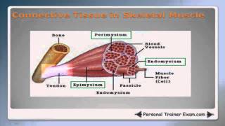 Muscular System Part 1 NSCA Certification [upl. by Yebloc231]