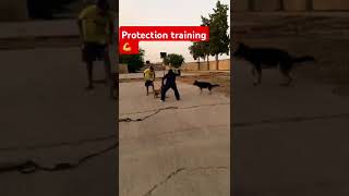 Protection Dog Training Gsd 💪 [upl. by Corrinne21]