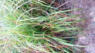 CITRONELLA  Cymbopogon winterianus Cultivation [upl. by Normandy]