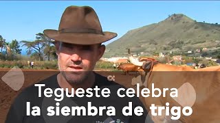 Tegueste celebra su tradicional siembra de trigo [upl. by Saihttam]