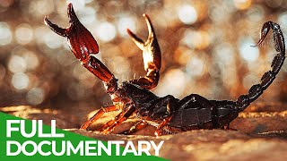 Lethal Poison  Animal Armory  Episode 4  Free Documentary Nature [upl. by Maghutte]