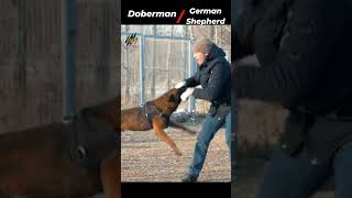 Doberman Vs German Shepherd Comparison 2024  Who Would Win  Wildlife Claws [upl. by Ulrich442]