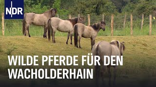 Wilde Pferde und Wacholder  Die Nordreportage  NDR Doku [upl. by Arlena]