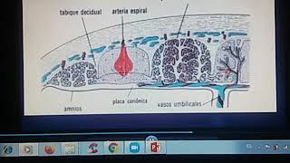 Membranas fetales y placenta [upl. by Alberto]