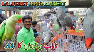 Lalukhet Exotic Parrots and Rare Birds Market Karachi 1592024 Latest Update in Urdu  سوق الطيور [upl. by Baldridge]