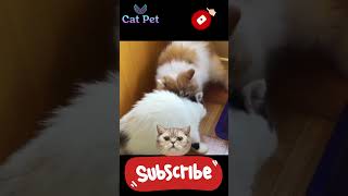 animals love story cats mating videos Cats Mating Age Explained [upl. by Festatus]