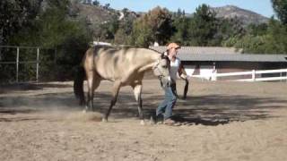 SBR Formula One AQHA Buckskin Dun Stallion Showmanship [upl. by Rhianon866]