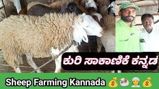 ಕುರಿ ಸಾಕಾಣಿಕೆ ಕನ್ನಡ Sheep Farming Kannada 💰🐏👳💰 [upl. by Notyal]