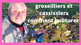 en novembre comment bouturer les groseilliers et les cassissiers [upl. by Robinet]