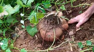 Harvesting Sweet Potatoes Part 1 [upl. by Goldfinch719]