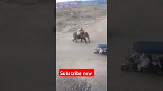 Elephant l hati l Madhya Pradesh India old elephant 🐘funnyvideos shorts vairal video [upl. by Enyrhtac705]