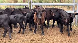 20 x 20 ANGUS 1ST CALVERS AC COSIER  CALVES [upl. by Lorita]