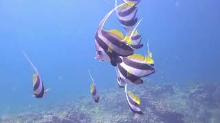 Diving Phuket Part II HD 4K 60 Fps [upl. by Yecies747]