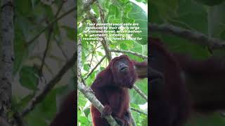 Howler Monkeys The Loudest of all Monkeys [upl. by Weisberg]