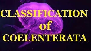 Classification of Coelenterata Phylum Cnidaria Hydrozoa Scyphozoa Anthozoa NCERT BIOLOGY [upl. by Alrep368]