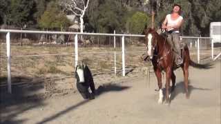 Camarillo Performance Horses  First Time Cutting [upl. by Symer]