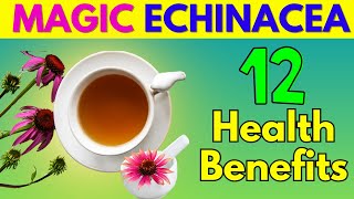 12 Health Benefits of Echinacea Tea You Need to Know Ultimate Guide [upl. by Silloc]