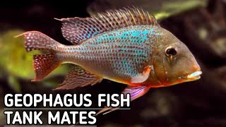 Geophagus tank mates  Geophagus tapajos tank mates  Geophagus tapajos [upl. by Tibbs]