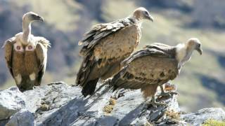 Le Parc national des Pyrénées une montagne aux mille facettes [upl. by Bergeron]