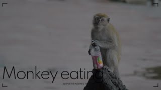 Monkey eating [upl. by Htrahddis]