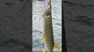 Two Susquehanna Muskies Same Day susquehannariver muskyfishing jetboat [upl. by Adnik]