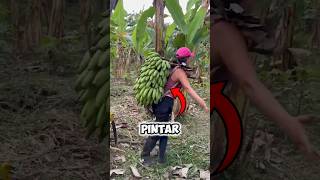 Cara Pintar Mengangkat Pisang [upl. by Botti]