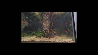 Turtles Five Favorite Activities aquarium aquascape aquaterrarium ecosystem paludarium [upl. by Mcconaghy741]