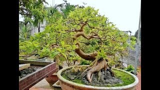 Psidium Guajava Bonsai 11 [upl. by Dnaltiac]