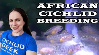 What to do when your African Cichlids Breed [upl. by Quiteri382]