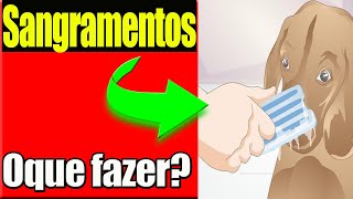 UMA DELAS VOCÊ NÃO SABIA  3 Causas Que Pode Causa o Sangramento no Nariz do Seu Cachorro [upl. by Relyuhcs938]