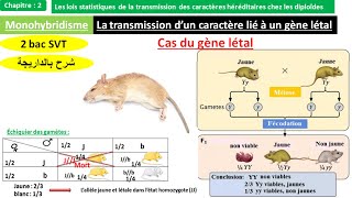 La transmission dun caractère lié à un gène létal 2 bac svt biof شرح بالداريجة [upl. by Adnilahs]