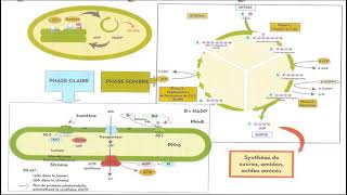 résumé photosynthèse ملخص شامل التركيب الضوئي [upl. by Akeimahs]