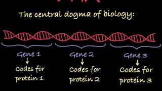 Introduction to Genetic Terminology [upl. by Llerdnad]