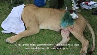 SKYVETS SAVES LIONESS  4TH APRIL 2014  Sheldrick Trust [upl. by Doti]