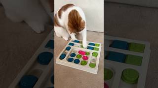 Cat thinking game with food bonus 🤔🤔 [upl. by Ilrebmyk]