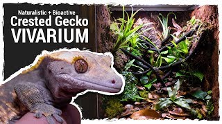 Naturalistic  Bioactive Crested Gecko Vivarium Housing Henry 20 [upl. by Ahsart]