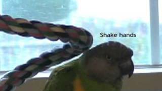 Senegal Parrot Talking with Subtitles [upl. by Berardo862]