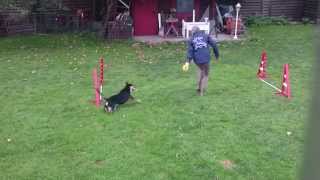 Australian Kelpie agility training 9 mo [upl. by Eibob330]