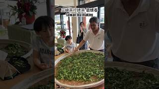 三峽揉茶體驗 碧螺春 tea making scrubbing in Taiwan tea 茶葉 三峽 teamaking tealeaf 泡茶 品茶 喫茶店 喫茶 [upl. by Nonnah]