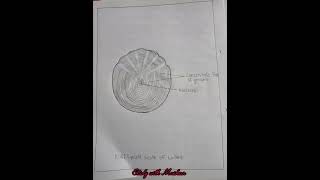 Study of the cycloid scales  Bsc 2 year zoology practical note  short video [upl. by Scevour]