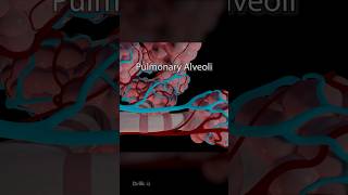 What Are Pulmonary Alveoli 3D Animation [upl. by Wilhelmina]