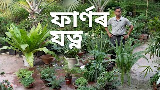 ফাৰ্ণৰ যত্ন কি দৰে লব  FERN Care and Maintenance Tips  Parijat Nursery Jorhat [upl. by Vala]