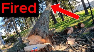 Massive Tree Crashes  Wrong Direction [upl. by Laoj]