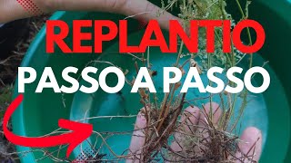 ■SUBSTRATO■ Como PLANTAR uma SAMAMBAIA [upl. by Assilat515]