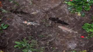 Peces para Gatos para Jugar con Peces Nadando en el Agua  Con Sonidos Relajantes para tu Gato [upl. by Ackler820]