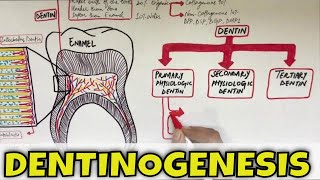 Dentinogenesis  Dentin Composition Structure Types and Formation [upl. by Akirat523]