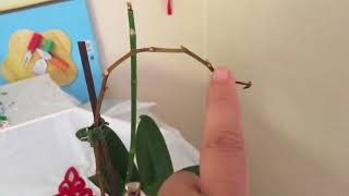 When and How I cut my Phalaenopsis Orchid Spike [upl. by Golliner]