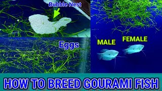 How To Breed Blue Gourami Fish  Gourami Fish Breeding [upl. by Sulienroc]